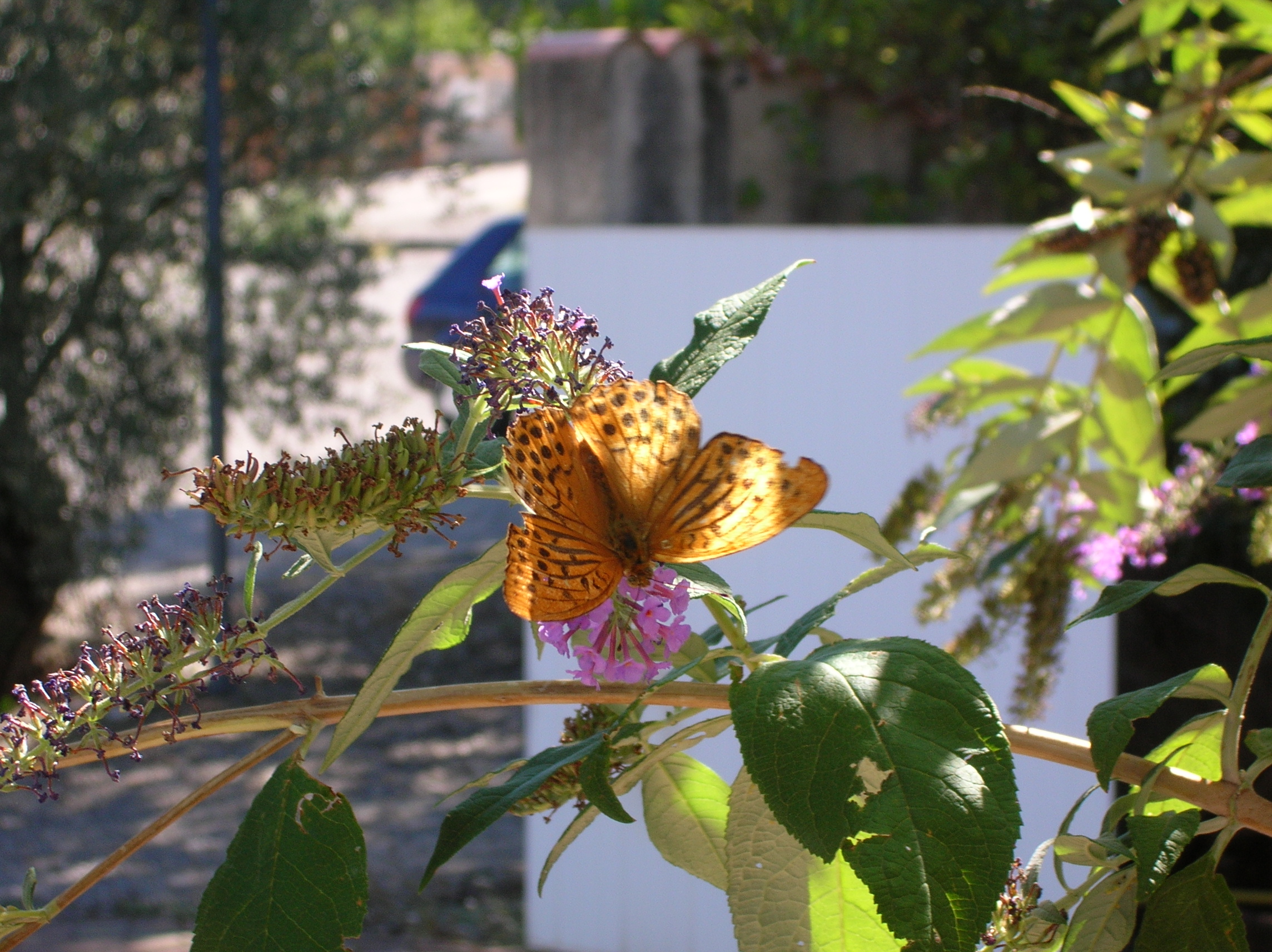 Les papillons à Oraison.