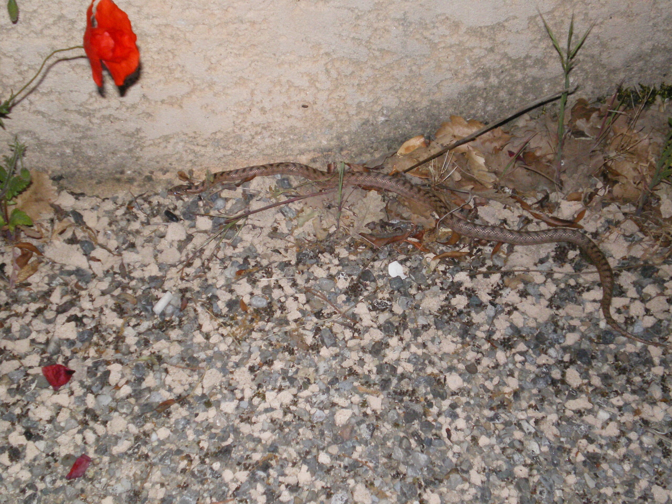 serpent_1