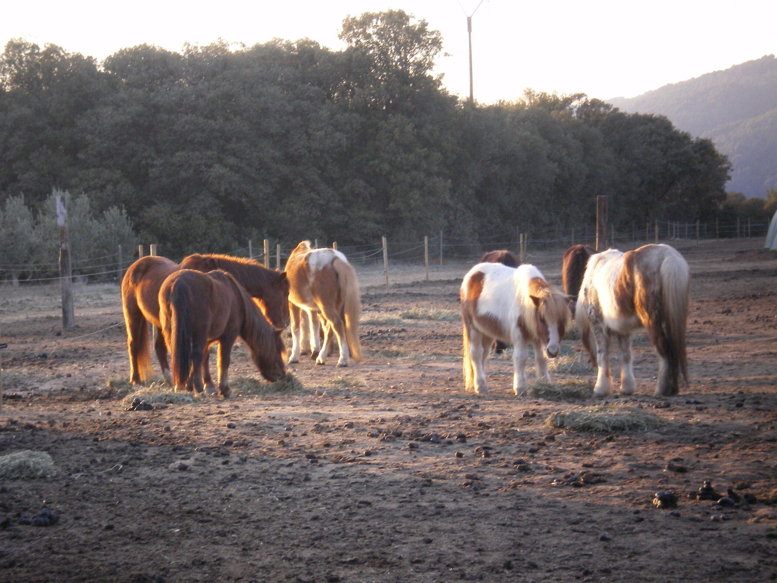 Poneys_1_