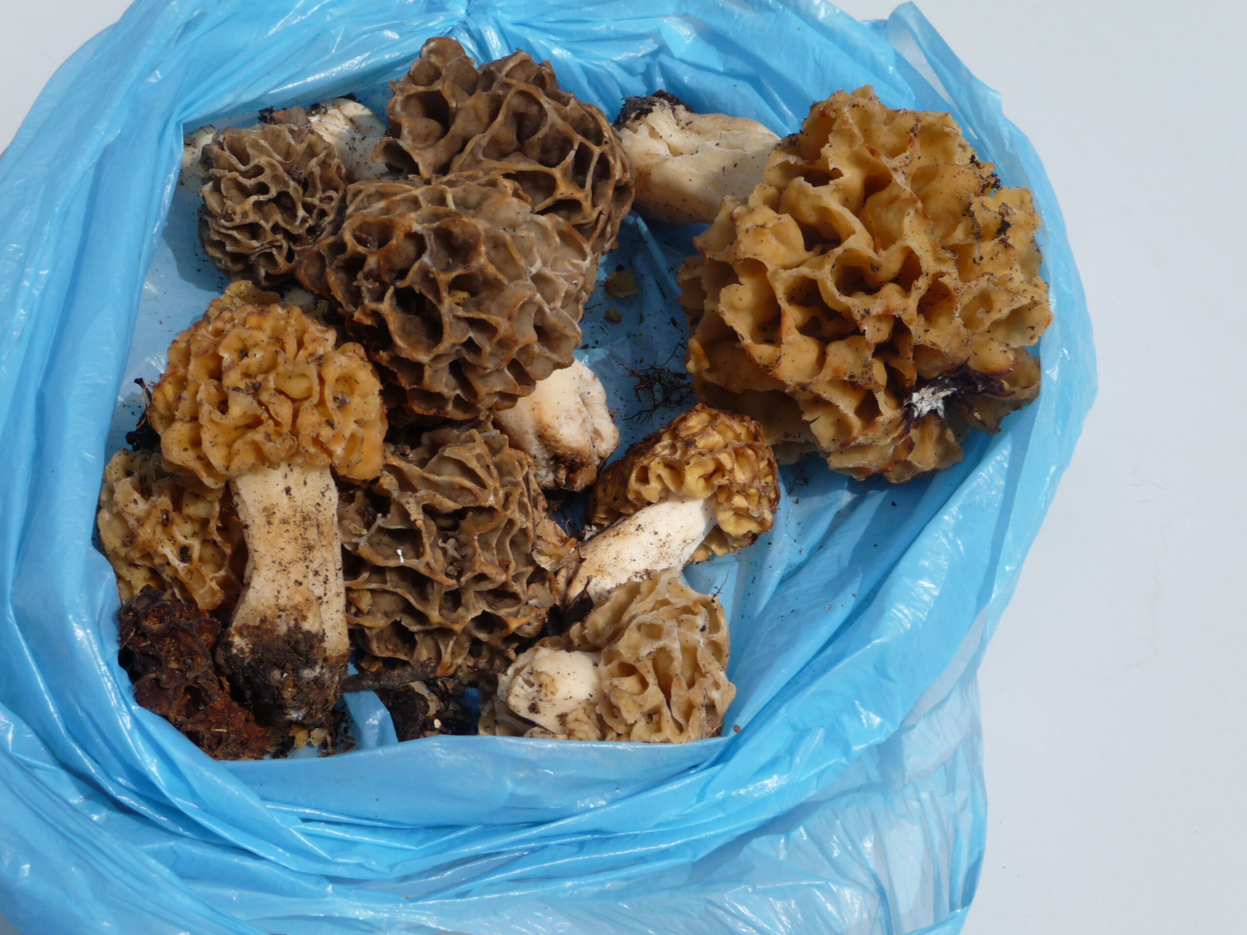 morilles