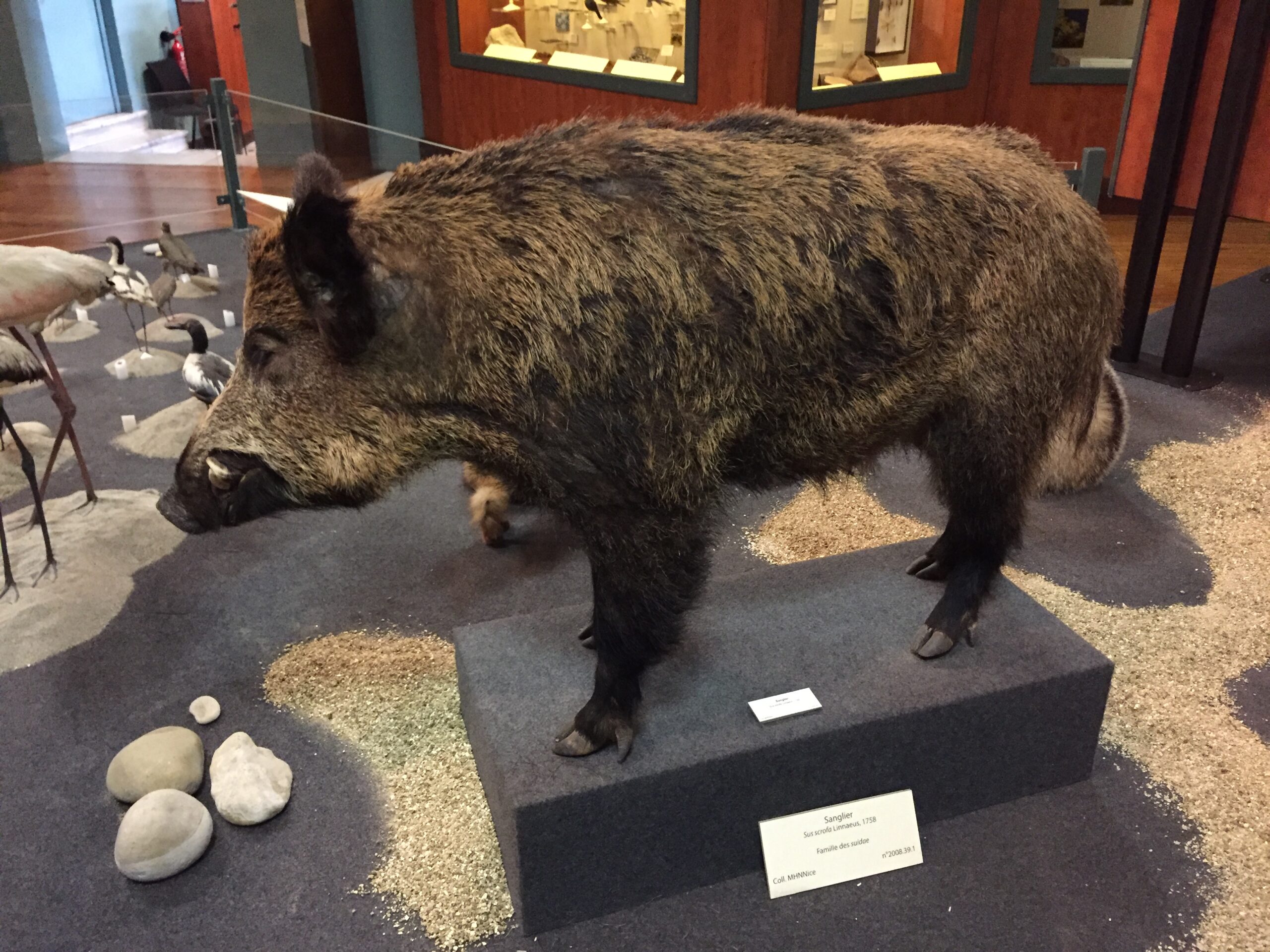 Visite du musée d’histoire naturelle de Nice