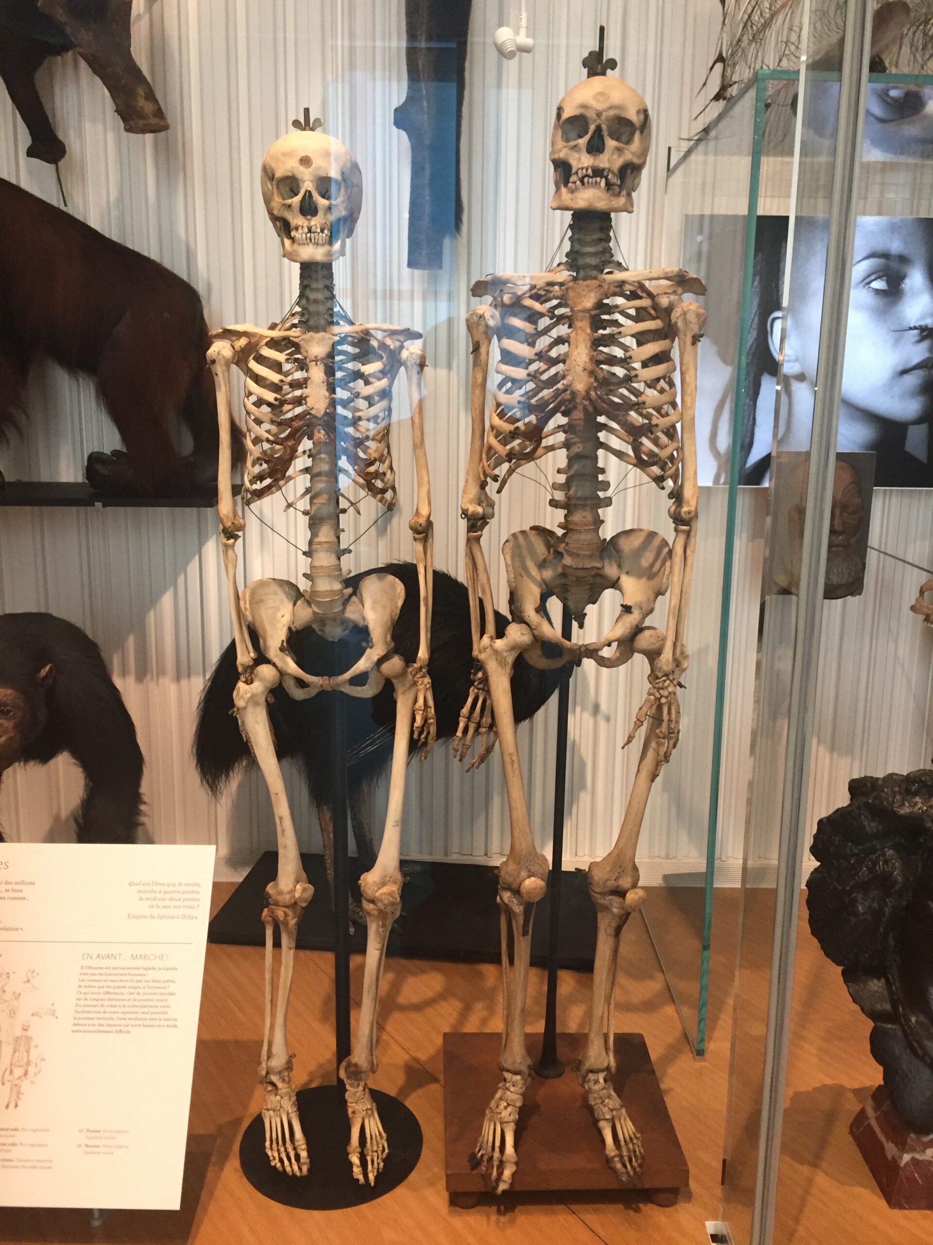 Visite du musée de l’homme