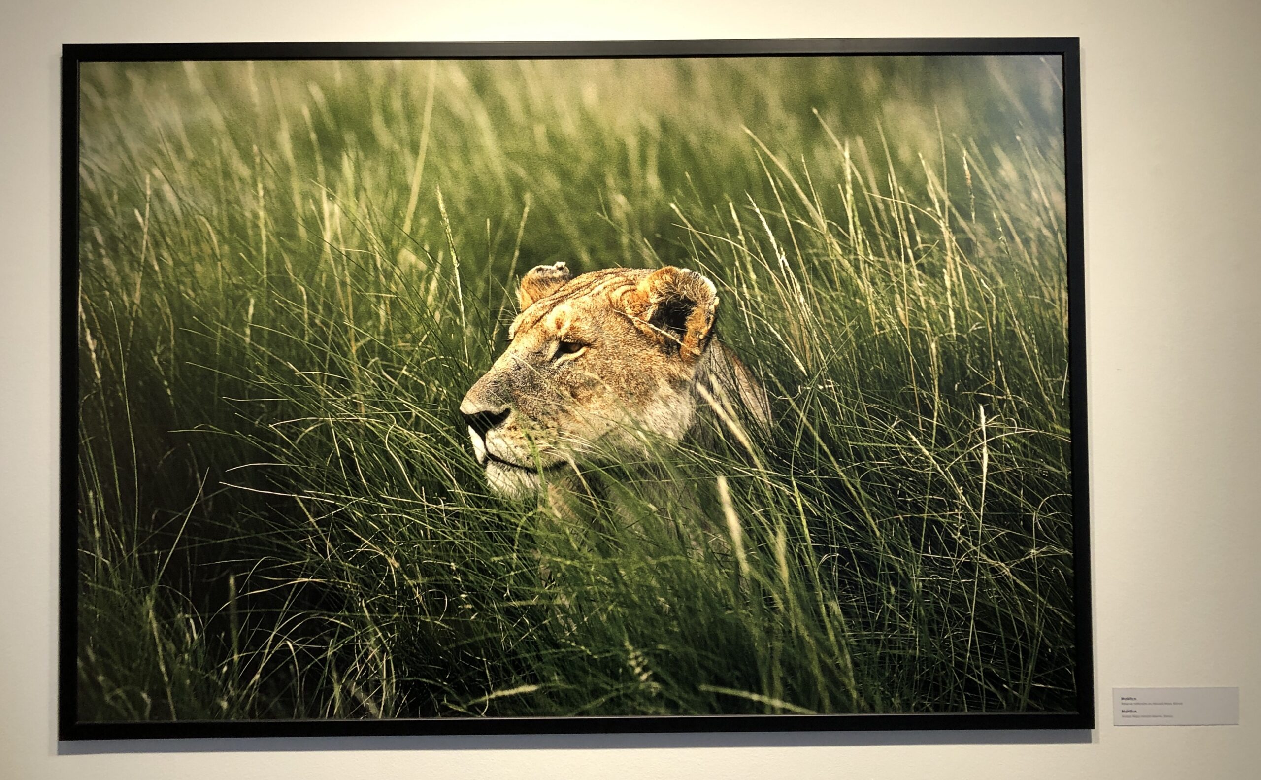 Visite de l’exposition consacrée à Yann Arthus Bertrand
